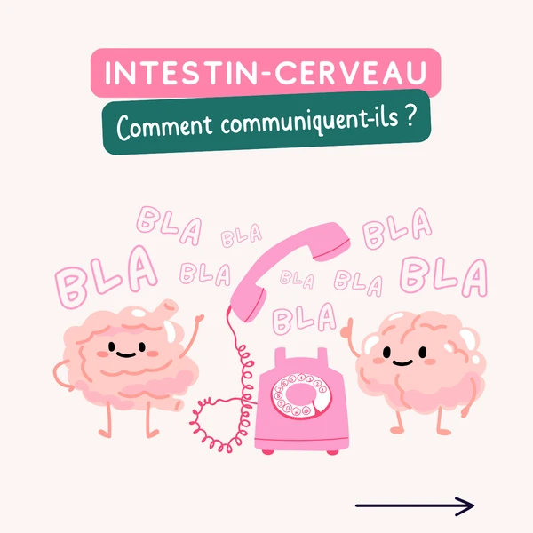 Intestin et Cerveau : comment communiquent-ils ?