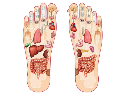 Chaque zones réflexes du pied correspondent à un organe