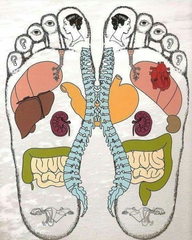 Répartition des organes sur les pieds en réflexologie plantaire